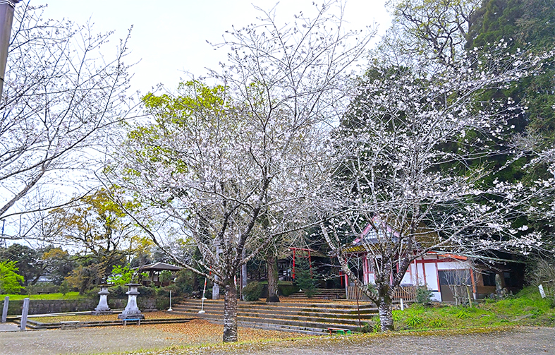 花見に行かれてはどうでしょう？