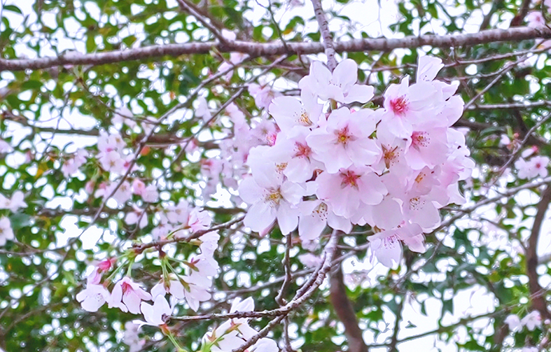 花見に行かれてはどうでしょう？