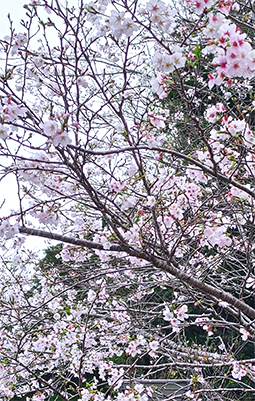 花見に行かれてはどうでしょう？