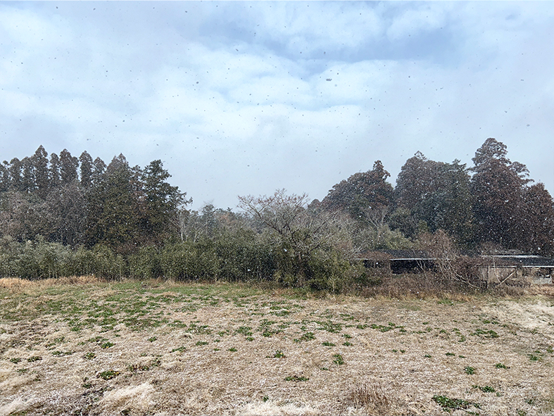 野方も雪降ってます