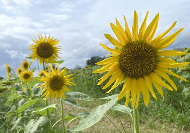 初秋にヒマワリ
