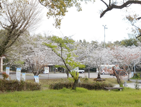 春・桜満開