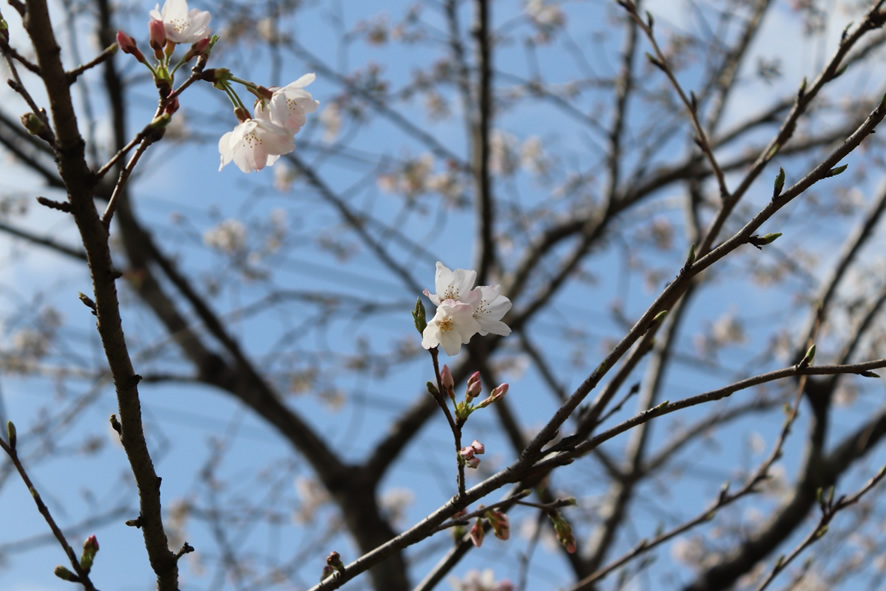 桜の季節
