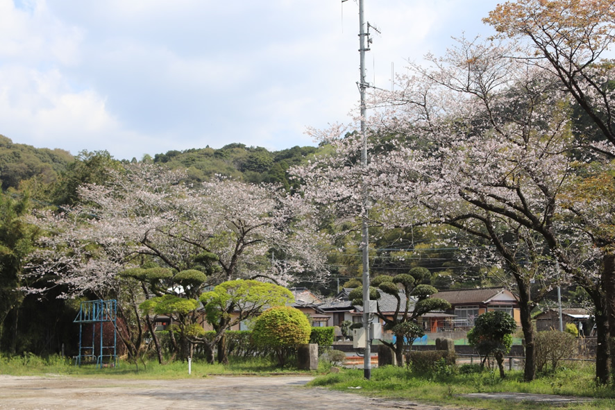 桜の季節
