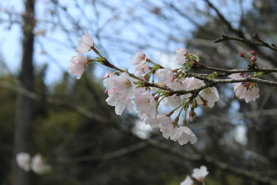 桜の季節