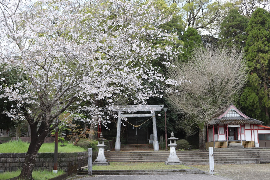 桜の季節