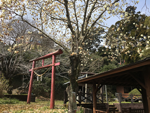 照日神社の木蓮の花①