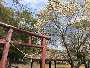 照日神社の木蓮の花②