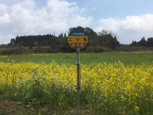 二ツ末バス停と菜の花①