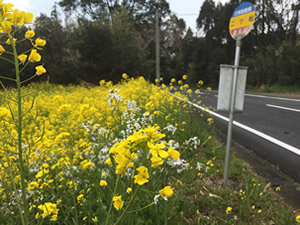 二ツ末バス停と菜の花②
